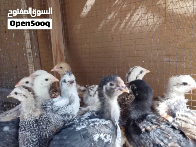 افراخ دجاج كويتي وعربي و ابو ركبه واحد  فقط العدد 19 مخلي وياهن وبيهن 14 خوات الوان حلوه مال بيت