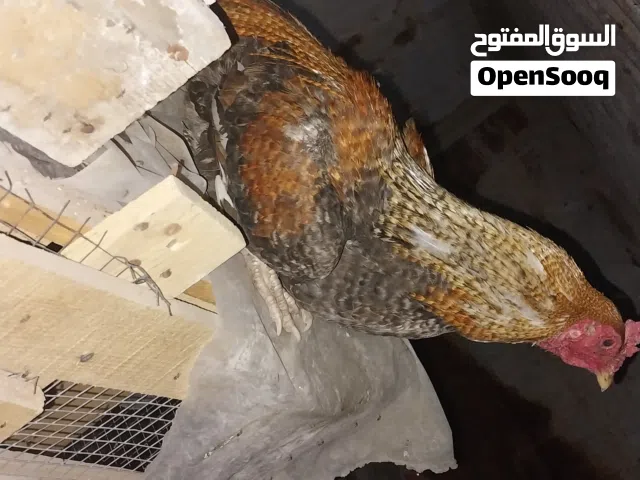 متاح دجاج زوج