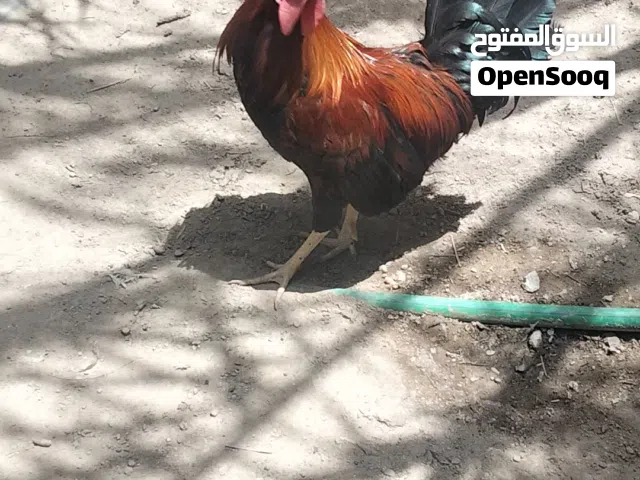 ديك عربي للبيع