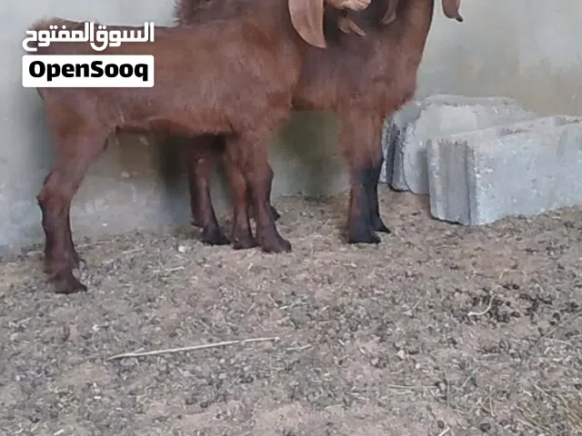2 جديان للبيع
