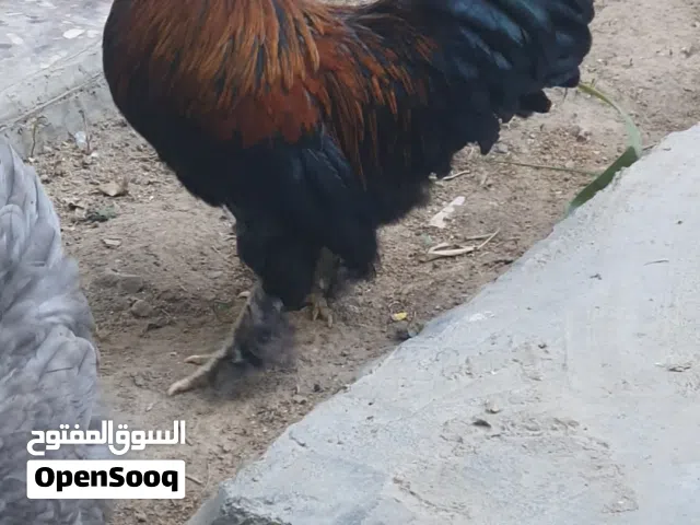 متاح تك ديج عمره بين السنه والسنه ونص