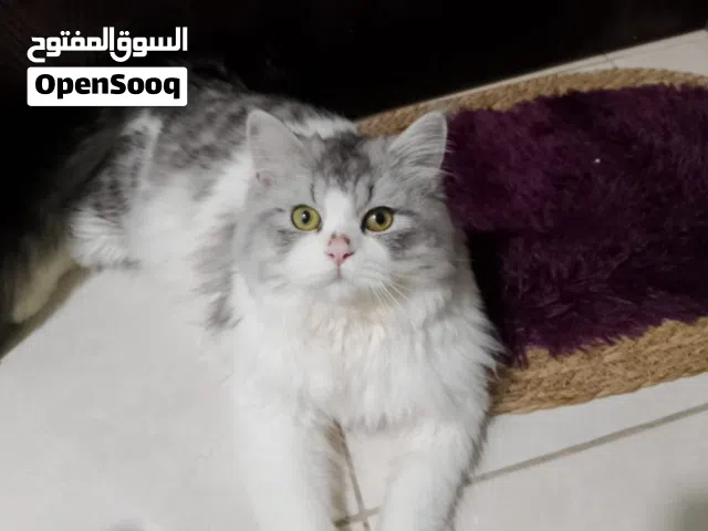 9months old Munchkin + persian mix breed