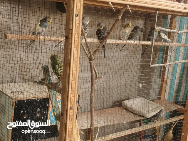 طيور حب گولدن فيس 4 أزواج كبار و 4مخاليف
