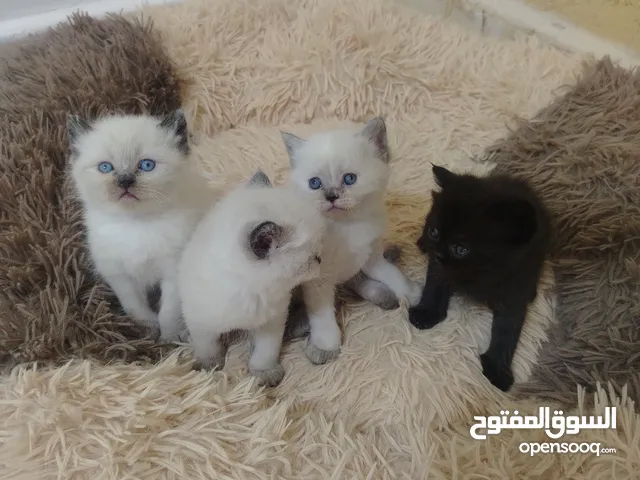 كتن سكوتش حبات ما شاء الله