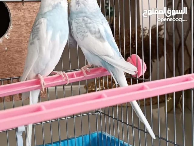 طيور حب للبيع