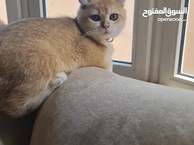 قط سكوتش فولد