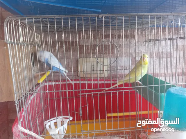 جوز طيور حب