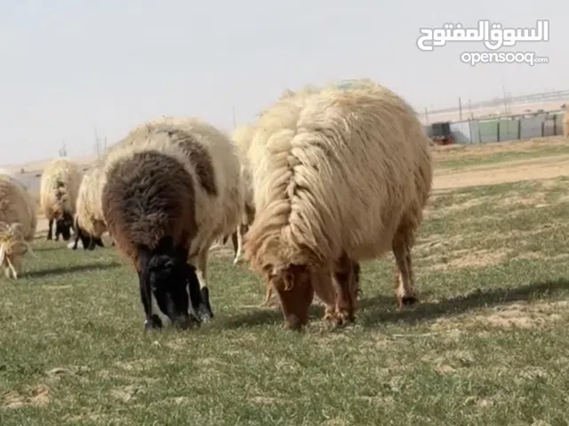 للبيع أغنام ثلاجة تمايم معلوف قديم وفيه أولاد الكويت يوجد محلي