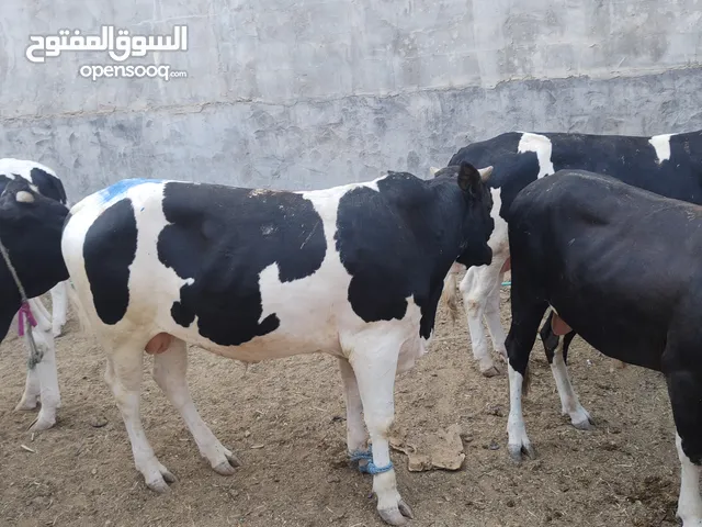 سلام عليكم عجوله نذاري