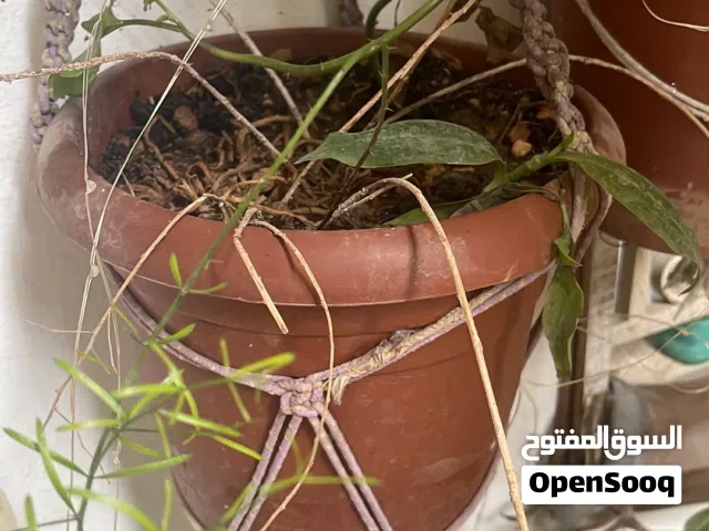 اشجار زينه جميعها للبيع رجل البطه مديده زنبق