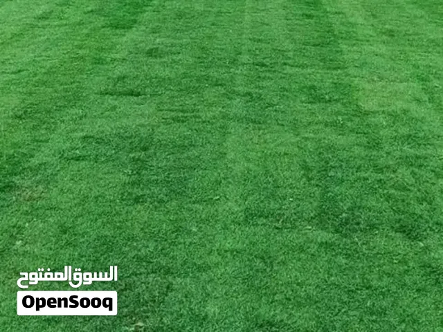 نجيل طبيعي امريكي مقصوص على 5cm للبيع