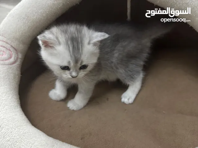 قطط في عجمان 2 كيتن شهر وعشر أيام و2 سنه وشهرين