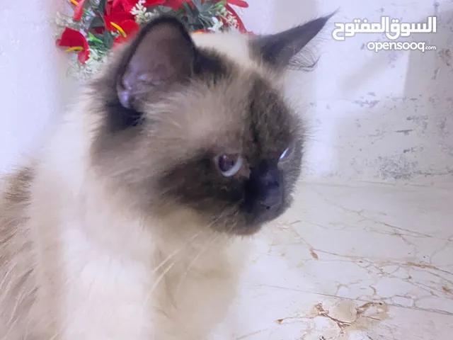 قطه هملايا جوكلت للبيع أقره الوصف مهم