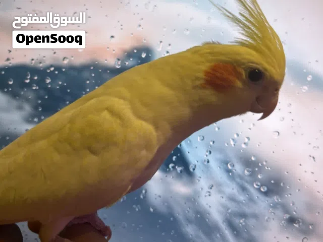 Cockatiel female 1/5 year old price-20 urgent Sale!!!