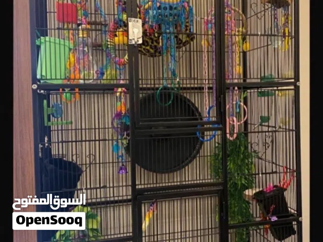 شوقر قلايدر ( سنجاب )