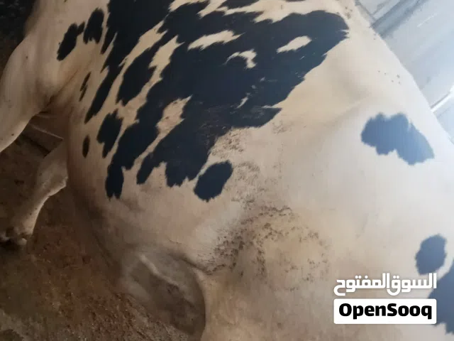 بقره بطن ثاني لحم