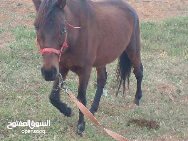 موجود حصان انقليزي انتاج محلي عمره 7 سنوات ناقص كلفه