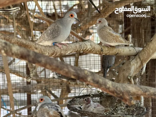 يمام ماسي الاورنج والمنقط والعادي
