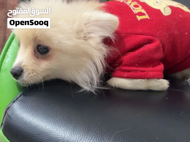 بومرينيان تي كاب