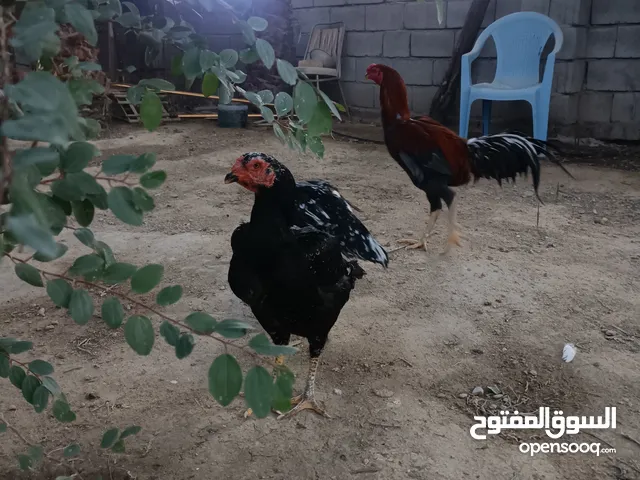 دجاج هراتي للبيع العنوان البصرة الزبير