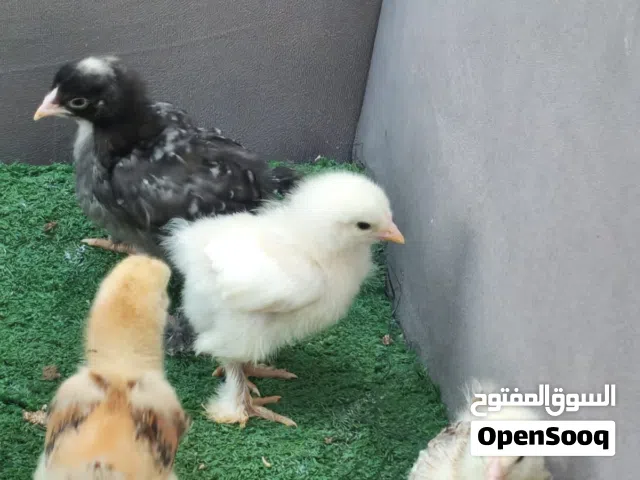 صيصان براهما جامبو من اهالي نخب