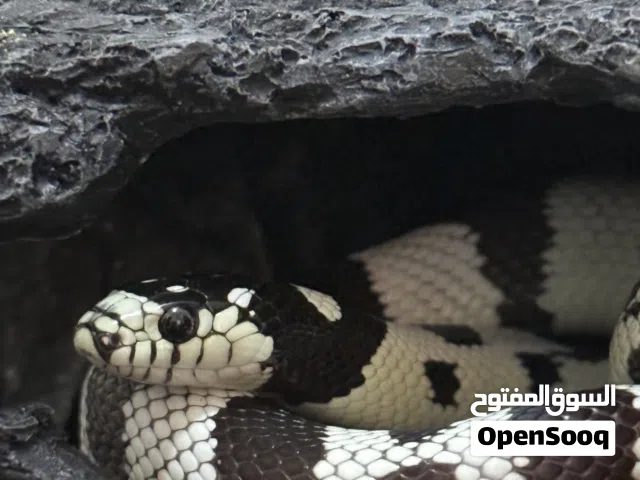 كاليفورنيا كينج سنيك