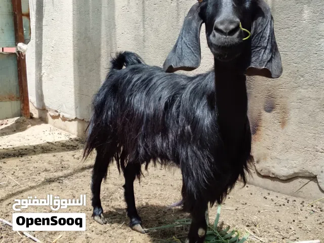 صخول ثنين مضاريع للبيع وحده جايبه بطنين وحده جايبه بطن وحده