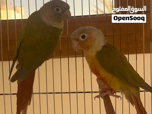 كوبية كنيور أنناس / سينامون مصوقرة