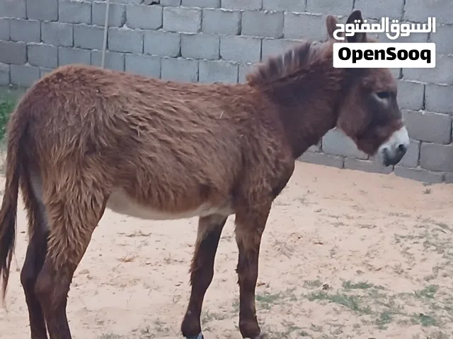 حمار دكر للبيع اكرمكم الله