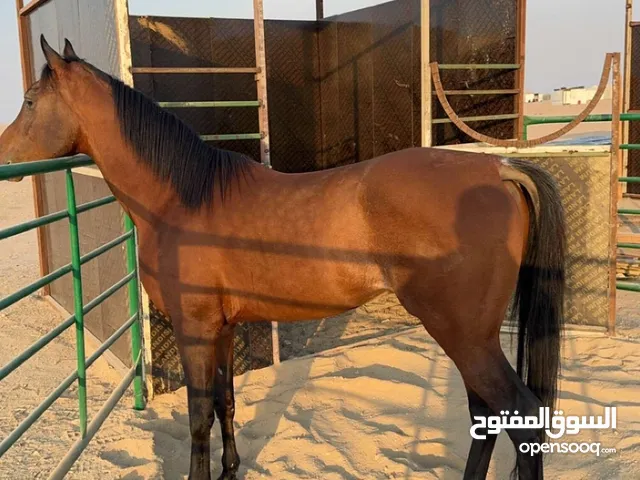 حصان بلدي ماشاءالله تبارك الرحمن عليه جرم و طول ماشالله هادي على المصراع يركب الكبير و الصغير