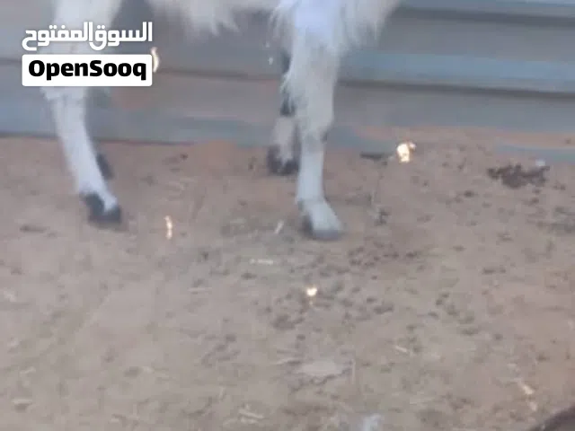 عنز ربي يبارك حايل أمورها طيبة سعرها 650