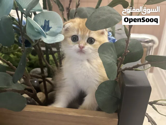 قط ذكر فصيلة ممتازة جدا بيور معه شهادة عمره شهرين سبب البيع عدم القدرة على الاهتمام به