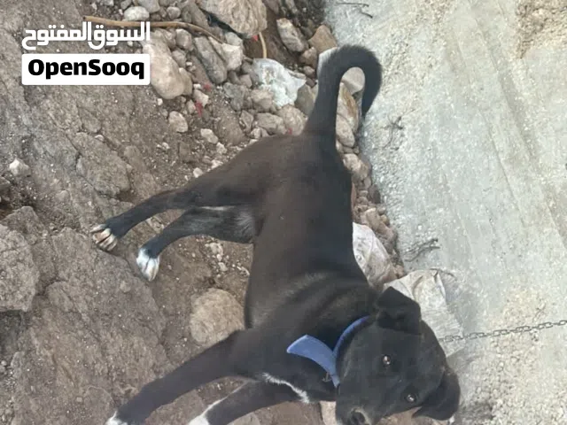 كلب هجين لابرادور  العمر 6 شهور قابل لتدريب لعوب للبدل عكلب شرس