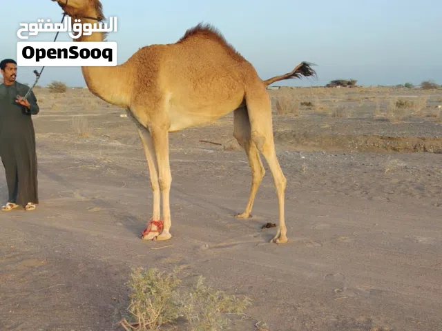 بكره جذعه للبيع