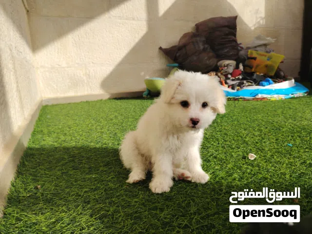 كلب مالتيز عمر شهران