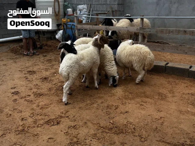 سلام عليكم خرفان ربي يباركً للبيع