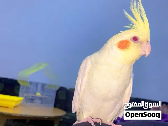 ببغاء كوكتيل نص اليف
