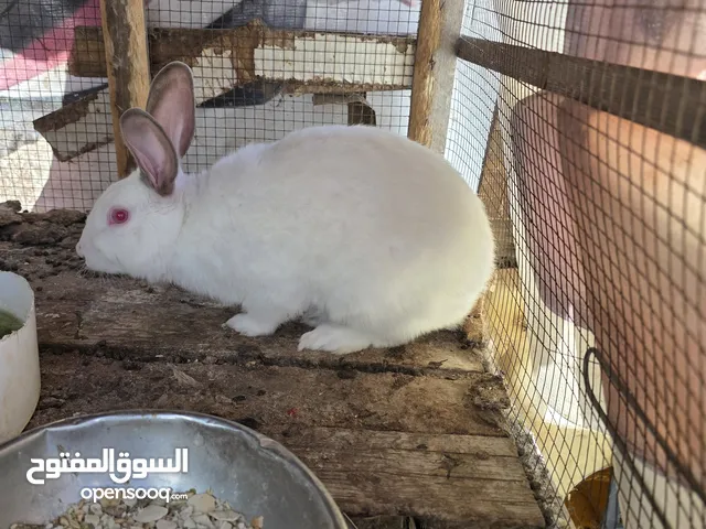 ذكر فرنسي للبيع شغال ميه ميه