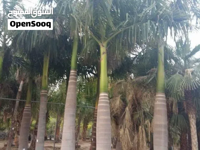 Royal Palm _ النخلة الملكية 1m – Free Delivery & Plantation Dubai