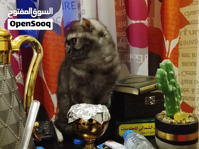 قطة للتبني – هادئة وذكية جدًا إسمها بيلا