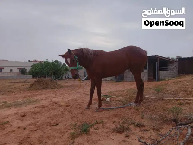 فلوة الله يبارك