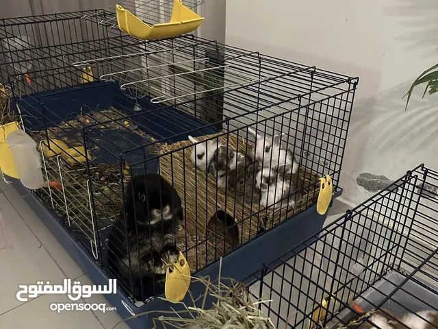 Holland Lop Baby Rabbits for Sale – 1500 AED Each Super Cute & Friendly!