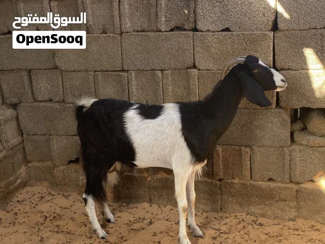 عنز ربي يبارك