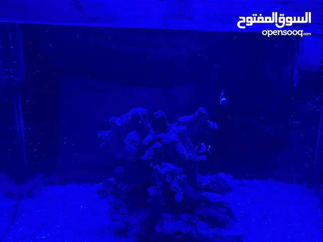 حوض سمك بحري نانو اجنبي 40x40 للبيع