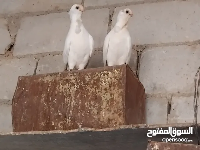 جواز حمام نخب النخب وديكين باكستاني