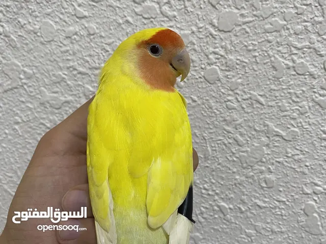 طيور للبيع كوكتيل روز صلاة النبي صحة ونظافه والافه مية بلمية