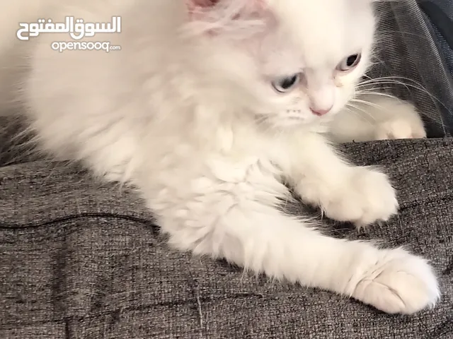 قطة kitten