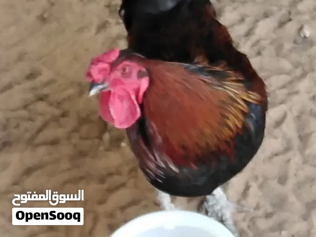 دجاج عربي للبيع