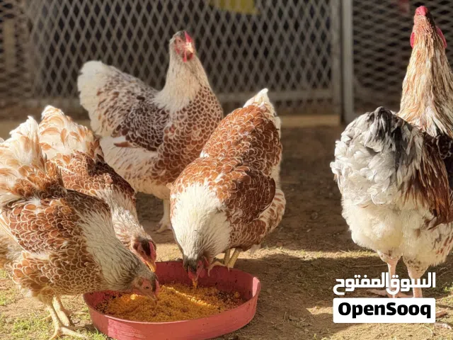 السلام عليكم
