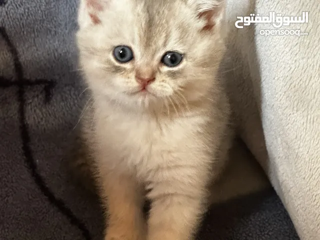 بسس سكوتش ستريت للبيع